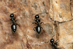 Technomyrmex sophiae