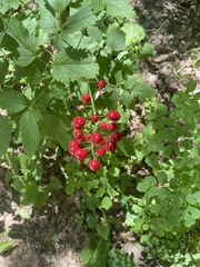 Actaea rubra rubra