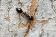 Monomorium sydneyense