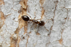 Monomorium sydneyense