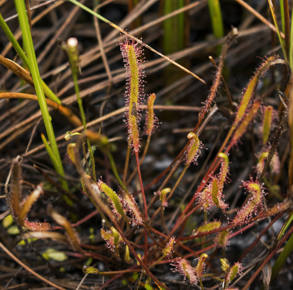 Slenderleaf sundew (Drosera linearis)