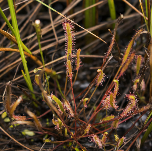 Slenderleaf sundew (Drosera linearis)