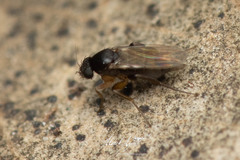 Metopininae