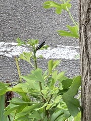 Anoplophora chinensis