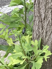 Anoplophora chinensis