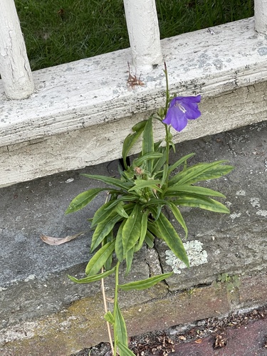 Didžiažiedis katilėlis nuotrauka