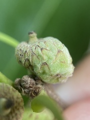 Callirhytis glandulus