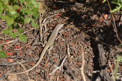 Aspidoscelis neotesselatus