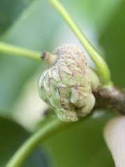 Callirhytis glandulus