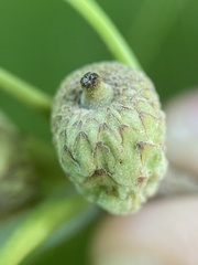 Callirhytis glandulus