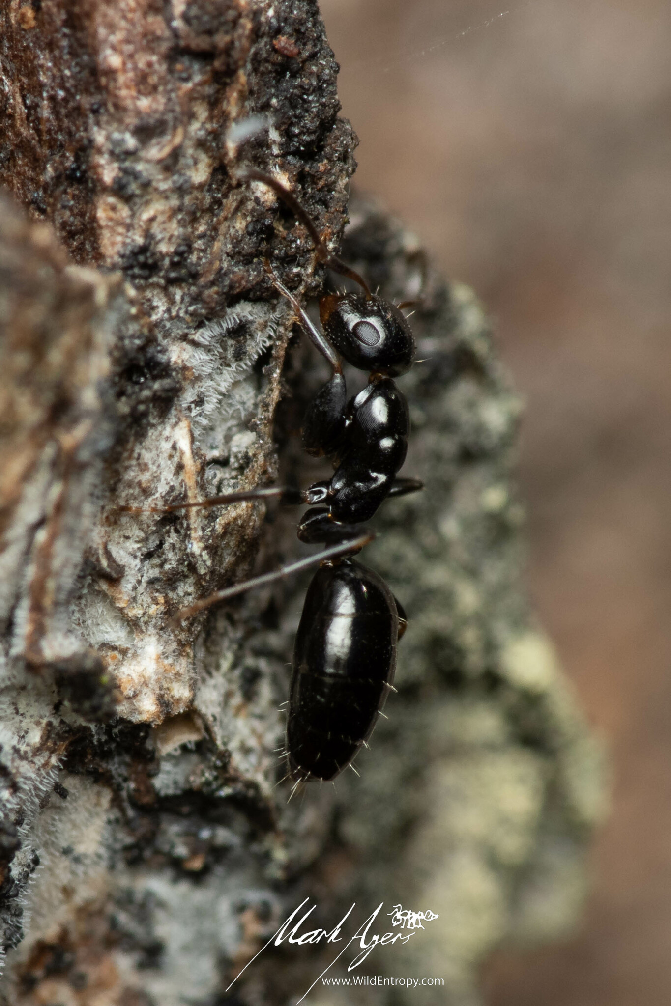 Colobopsis sanguinifrons