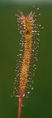 Drosera linearis