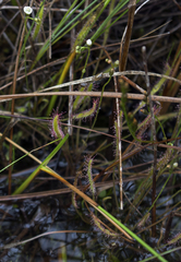 Drosera linearis