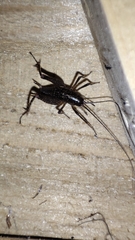 Pristoceuthophilus cercalis