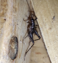 Pristoceuthophilus cercalis