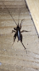 Pristoceuthophilus cercalis