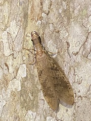 Corydalus flavicornis