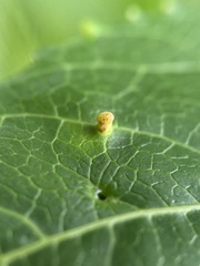 Diaspidiotus liquidambaris