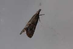 Euchromius ramburiellus