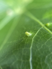 Diaspidiotus liquidambaris