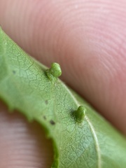 Diaspidiotus liquidambaris