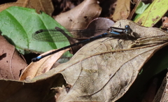 Argia underwoodi