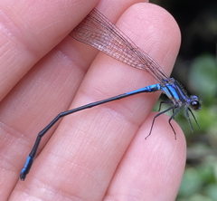 Argia underwoodi