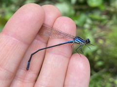 Argia underwoodi