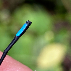 Argia underwoodi