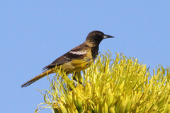 Icterus parisorum