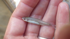 Notropis amabilis