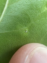 Diaspidiotus liquidambaris