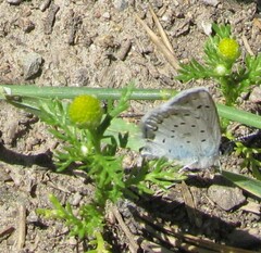 Plebejus anna