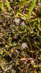 Spergularia canadensis
