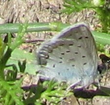 Plebejus anna