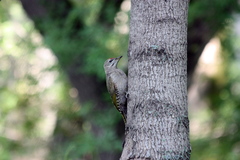 Picus canus