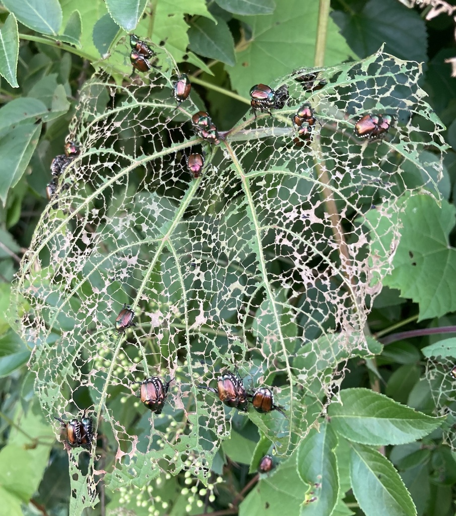 Japanese beetle