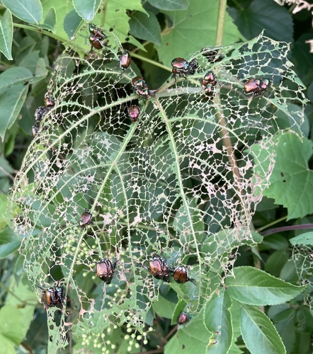 Japanese beetle