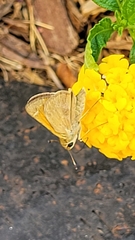 Atalopedes campestris