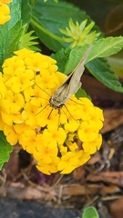 Atalopedes campestris