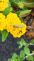 Atalopedes campestris