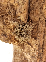 Tillandsia pedicellata
