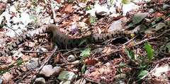 Natrix helvetica sicula