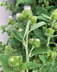 Arctium minus