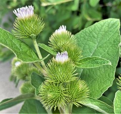 Arctium minus