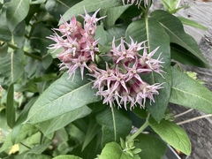 Asclepias speciosa