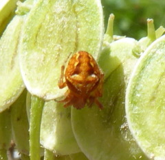 Araneus sturmi
