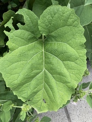 Arctium minus