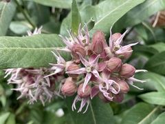 Asclepias speciosa