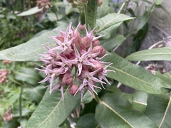 Asclepias speciosa